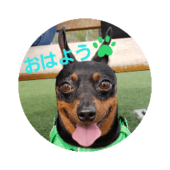 [LINEスタンプ] ミニピンのはるくん