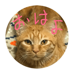 [LINEスタンプ] うちの子から一言