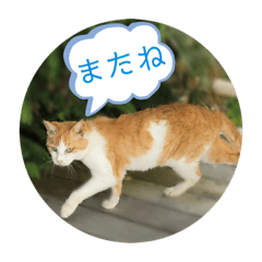 [LINEスタンプ] うめちゃんと遊ぼう