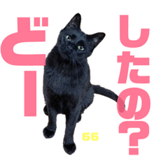 [LINEスタンプ] 秋田ニャンズ