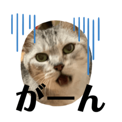 [LINEスタンプ] にゃんこ大量発生