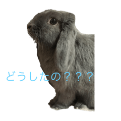 [LINEスタンプ] 我が家のうさぎ20190621