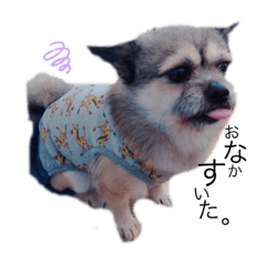 [LINEスタンプ] こたぴぴぴぴ