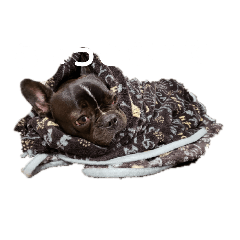 [LINEスタンプ] フレンチブルの紬(つむぎ)