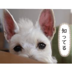 [LINEスタンプ] 今日のすあま②