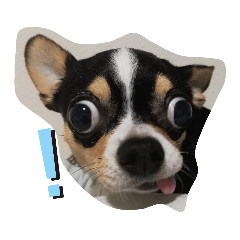 [LINEスタンプ] 犬のスタンプdog stamp
