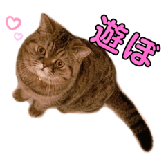 [LINEスタンプ] ポアロのスタンプ（3）