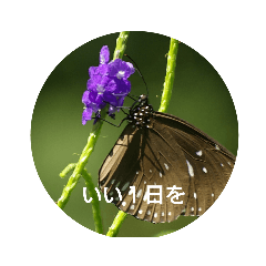 [LINEスタンプ] Flowers Set