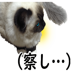 [LINEスタンプ] 毎日使えるラグドールのロキ(日本語＆英語)