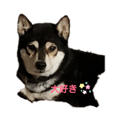 [LINEスタンプ] 柴ラブ2