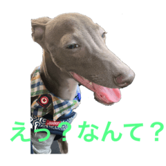 [LINEスタンプ] イタグレの萬太郎君