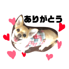 [LINEスタンプ] チワワ のハナちゃん