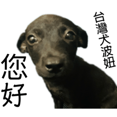 [LINEスタンプ] ウジナミ台湾の犬の画像（メイン）