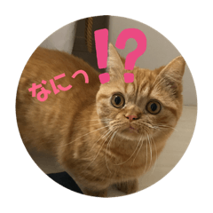 [LINEスタンプ] 茶々にゃんスタンプ