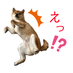 [LINEスタンプ] 柴犬の太郎2