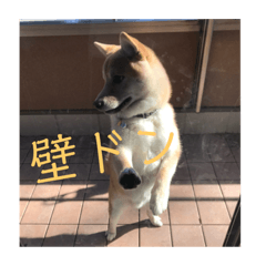 [LINEスタンプ] 柴犬ポチのスタンプ♪