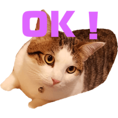 [LINEスタンプ] かいにゃんのスタンプ  1