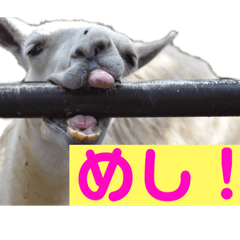 [LINEスタンプ] ラマとハエはズッ友だょ！