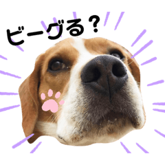 [LINEスタンプ] ビーグル犬、Tony BOY◡ູ̈の画像（メイン）