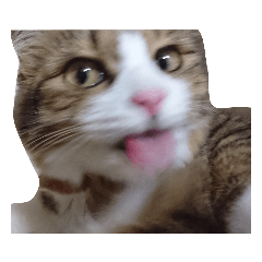 [LINEスタンプ] Anzu Cat Stamp 3の画像（メイン）