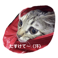 [LINEスタンプ] とんとんリンちゃん