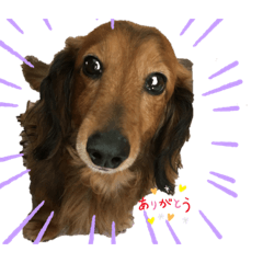 [LINEスタンプ] コロコナチノ