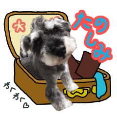 [LINEスタンプ] ミニチュアシュナウザーのちゃっちゃん