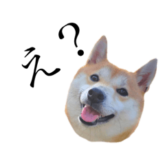 [LINEスタンプ] 柴犬こうめ