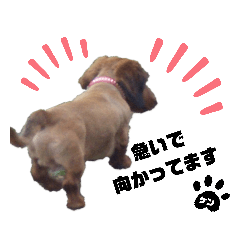 [LINEスタンプ] 犬のケンちゃんスタンプ②