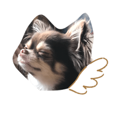 [LINEスタンプ] やる気ないチワワ