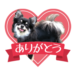 [LINEスタンプ] ロングコートチワワのネルちゃん