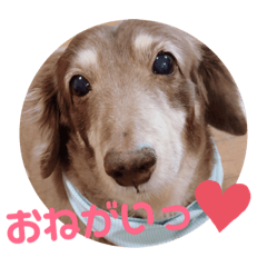 [LINEスタンプ] ダックスのれんくんスタンプ