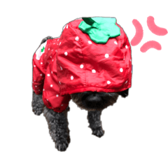 [LINEスタンプ] aimaL
