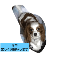 [LINEスタンプ] キャミーU^ェ^U