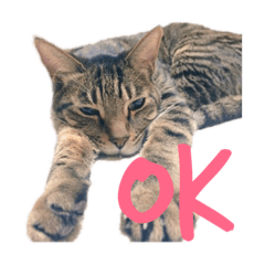 [LINEスタンプ] わたしのかわいい猫たち