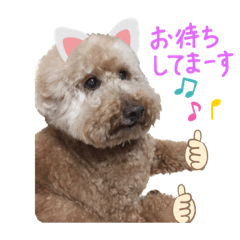 [LINEスタンプ] トイプードルの挨拶