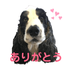 [LINEスタンプ] すてらとのえる1