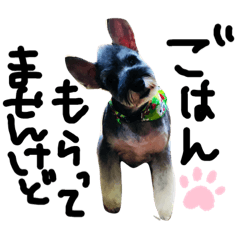 [LINEスタンプ] 犬のいる日常