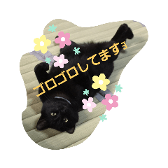 [LINEスタンプ] くま猫オス猫