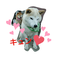 [LINEスタンプ] カイくんの日々②