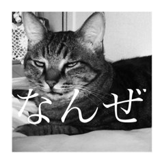 [LINEスタンプ] Bくん