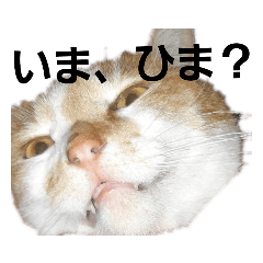 [LINEスタンプ] ねこモード