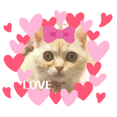 [LINEスタンプ] スコティッシュフォールドのあむちゃん♡