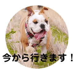 [LINEスタンプ] ブルドッグ イヴ