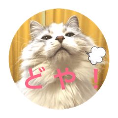 [LINEスタンプ] 愛しのチャー太郎ちゃん