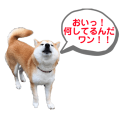 [LINEスタンプ] 柴犬てぃらの日常会話
