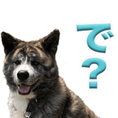 [LINEスタンプ] 虎毛の秋田犬スタンプ