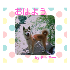 [LINEスタンプ] 柴犬タッキー