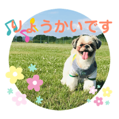 [LINEスタンプ] シーズーのキモチ〜日常〜