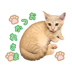 [LINEスタンプ] 子猫のマンチカン「歳三」の画像（メイン）